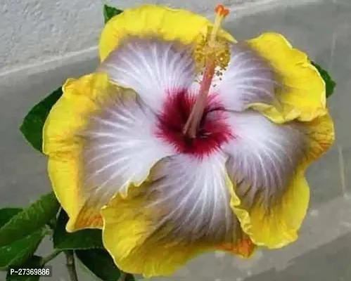 BALUBITA Hybrid Hibiscus Plant[BB1574]-thumb0