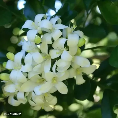 BALUBITA Hybrid Night Bloom Jasmine Plant[BB1878]-thumb2