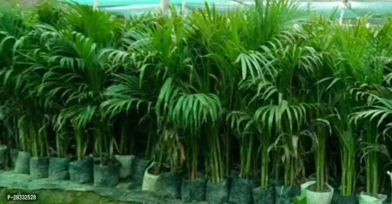 Fulmala Nursery Areca Plam , Plant Hight 1.2-1.415 Fit, With Growing Bag-thumb0