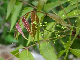 BALUBITA Hybrid Neem Plant[BB1870]-thumb1