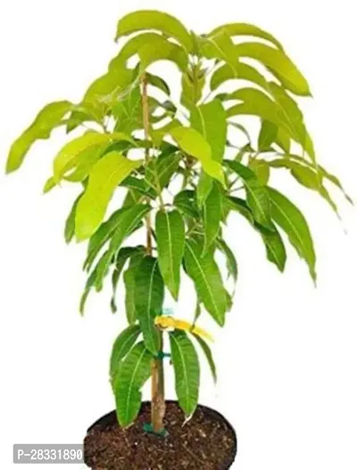 Fulmala Nursery Mango Plant Height 1.2-1.22 Fit, With Growing Bag-thumb0