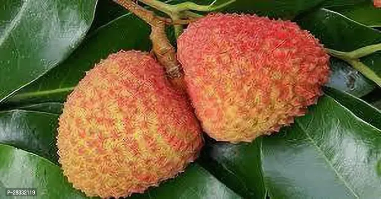 Fulmala Nursery Litchi Plant Height 1.2-1.200 Fit, With Growing Bag-thumb0