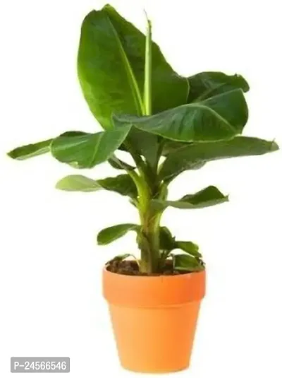 Banana PlantHybrid Esey To Grow No Nead To extra Care [ S423]-thumb0