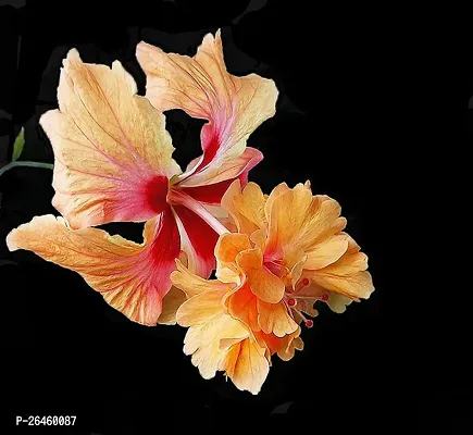 Hibiscus Plant