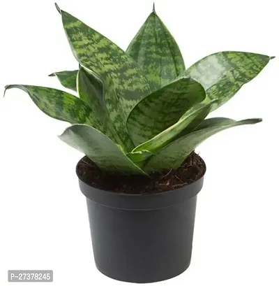 BALUBITA Hybrid Snake Plant[BB1642]-thumb0