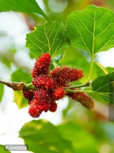 Shahtoot/Mulberry Plant