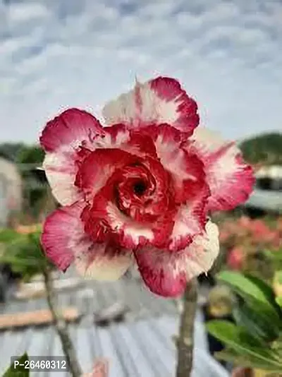 Adenium Plant-thumb0