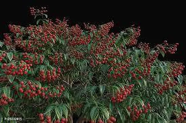 Fulmala Nursery Litchi Plant Height 1.2-1.119 Fit, With Growing Bag