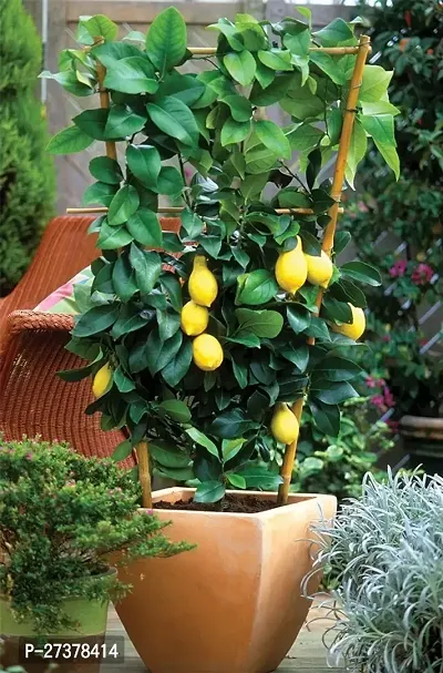 BALUBITA Hybrid Lemon Plant[BB1810]-thumb0