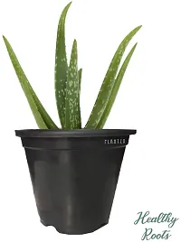 BALUBITA Hybrid Aloe Vera Plant[BB1599]-thumb1