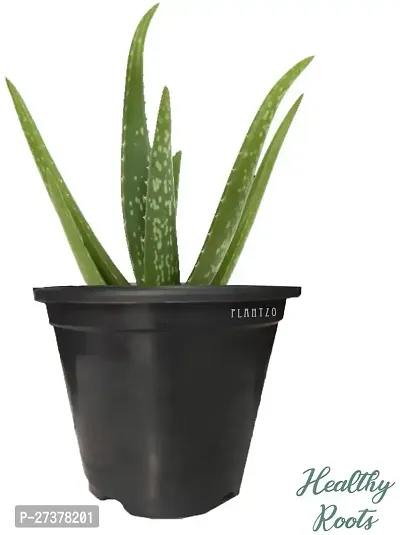 BALUBITA Hybrid Aloe Vera Plant[BB1599]-thumb2