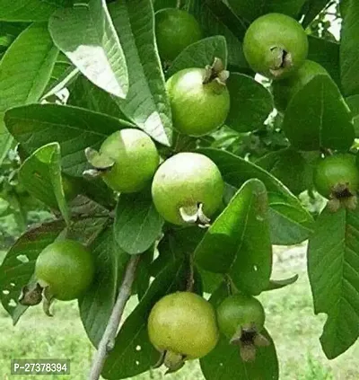 BALUBITA Hybrid Guava Plant[BB1790]-thumb0