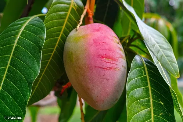 Mango Plant-thumb0