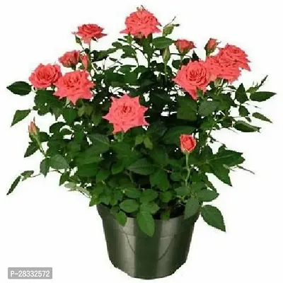 Fulmala Nursery Rose Plant Height 1.2-1.450 Fit, With Growing Bag-thumb0