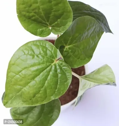 Betel Leaf PlantHybrid Esey To Grow No Nead To extra Care [ S317]-thumb0