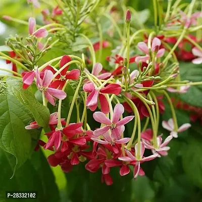 Fulmala Nursery Madhumalti/Rangoon Creeper , Plant Hight 1.2-1.187 Fit, With Growing Bag-thumb0