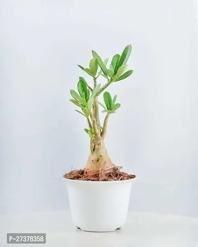 BALUBITA Hybrid Adenium Plant[BB1754]-thumb2