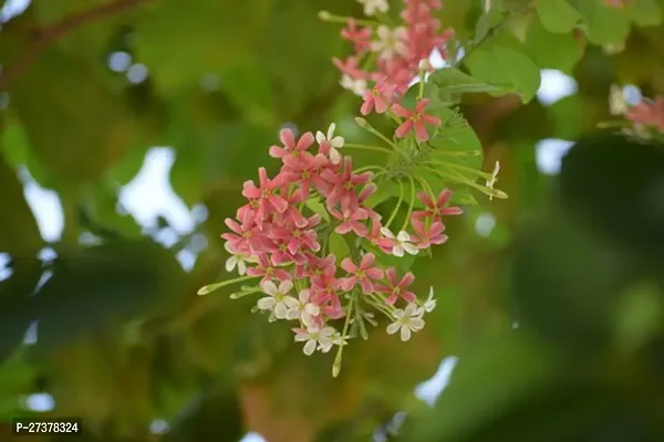 BALUBITA Hybrid Madhumalti/Rangoon Creeper[BB1720]-thumb0