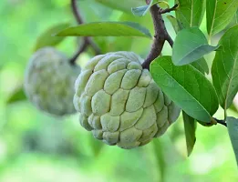 BALUBITA Hybrid Custard Apple Plant[BB1689]-thumb2