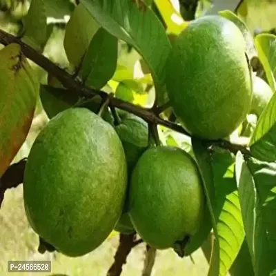 Guava PlantHybrid Esey To Grow No Nead To extra Care [ S397]-thumb0