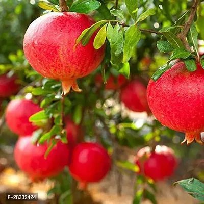 Fulmala Nursery Pomegranate Plant Height 1.2-1.332 Fit, With Growing Bag-thumb0