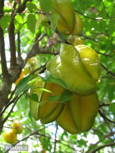 Star Fruit Carambola Grafted Plant-thumb0