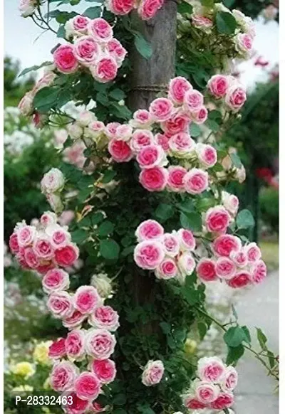 Fulmala Nursery Rose Plant Height 1.2-1.362 Fit, With Growing Bag-thumb0