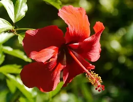 BALUBITA Hybrid Hibiscus Plant[BB1887]-thumb1