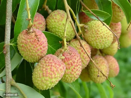 Litchi PlantHybrid Esey To Grow No Nead To extra Care [ S34]-thumb0