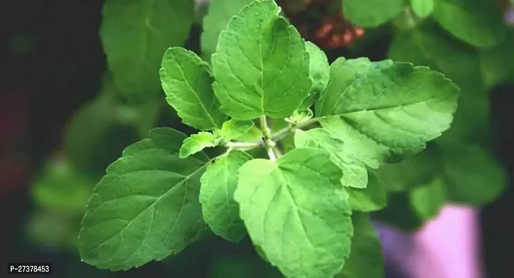 BALUBITA Hybrid Tulsi Plant[BB1849]-thumb0