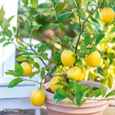 BALUBITA Hybrid Lemon Plant[BB1817]-thumb0