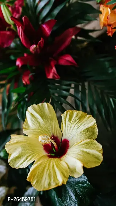 Hibiscus Plant