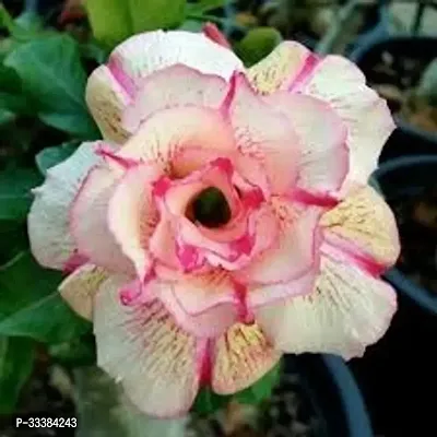 Adenium Flower Plant