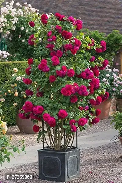 BALUBITA Hybrid Rose Plant[BB1587]-thumb0