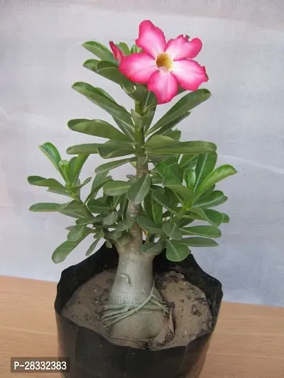 Fulmala Nursery Adenium Plant Height 1.2-1.303 Fit, With Growing Bag-thumb0