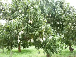 BALUBITA Hybrid Mango Plant[BB1765]-thumb2