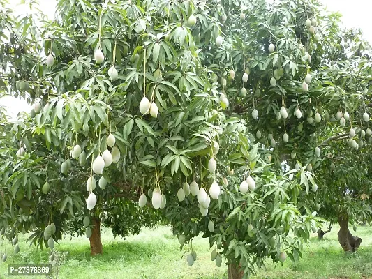 BALUBITA Hybrid Mango Plant[BB1765]-thumb3