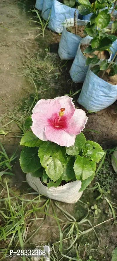 Fulmala Nursery Hibiscus Plant Height 1.2-1.292 Fit, With Growing Bag-thumb0