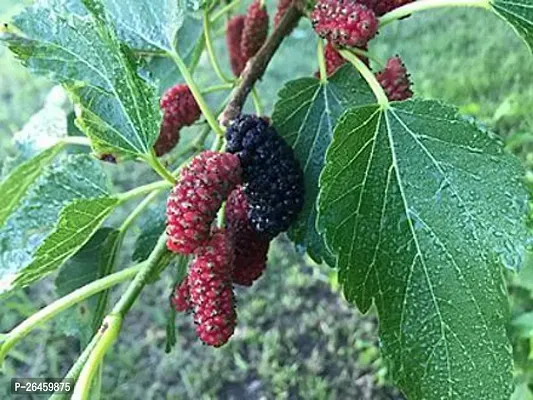 Shahtoot/Mulberry Plant