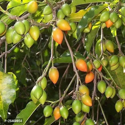 Spanish Cherry Plant-thumb0