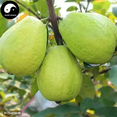 Guava Plant