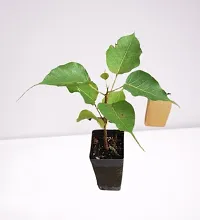 BALUBITA Hybrid Ficus Plant[BB1616]-thumb1