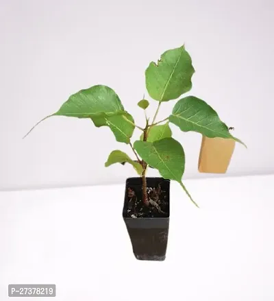 BALUBITA Hybrid Ficus Plant[BB1616]-thumb2