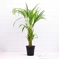 Fulmala Nursery Areca Plam , Plant Hight 1.2-1.497 Fit, With Growing Bag-thumb1