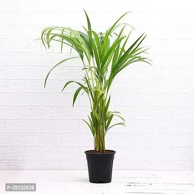 Fulmala Nursery Areca Plam , Plant Hight 1.2-1.497 Fit, With Growing Bag-thumb2