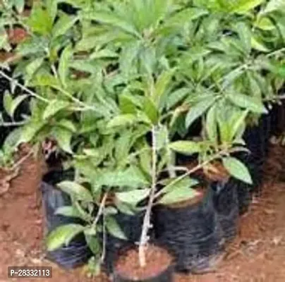 Fulmala Nursery Chiku Plant Height 1.2-1.195 Fit, With Growing Bag-thumb0