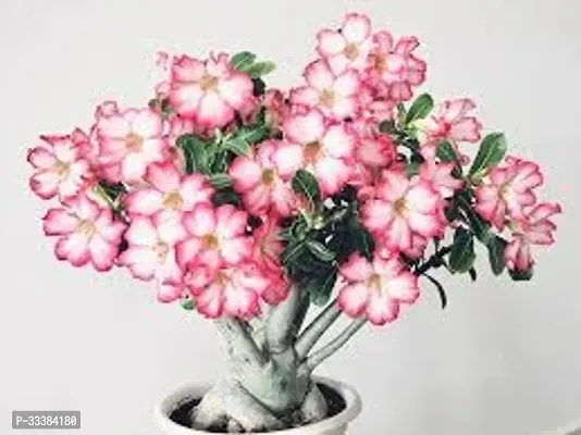 Adenium Flower Plant-thumb0