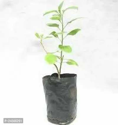 Ashwagandha/Indian GinsengHybrid Esey To Grow No Nead To extra Care [ S174]-thumb0