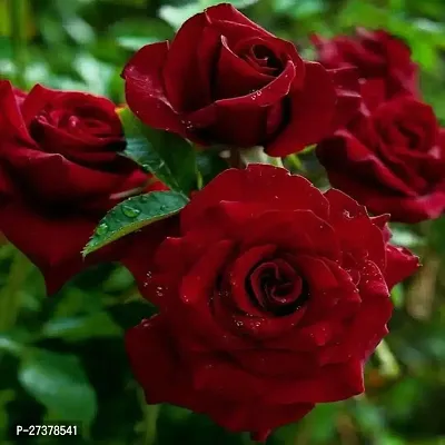 BALUBITA Hybrid Rose Plant[BB1936]-thumb0