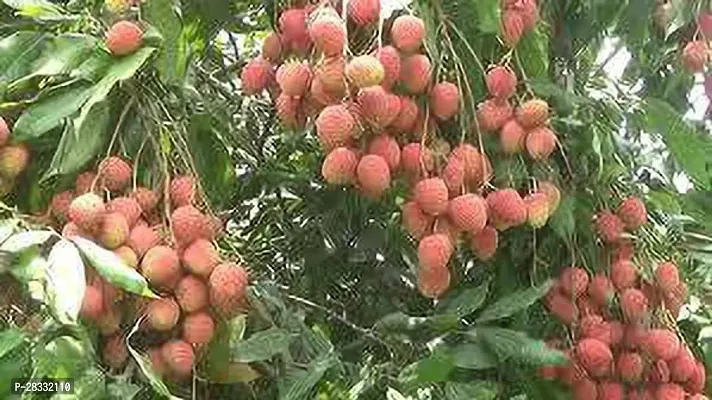 Fulmala Nursery Litchi Plant Height 1.2-1.193 Fit, With Growing Bag-thumb0